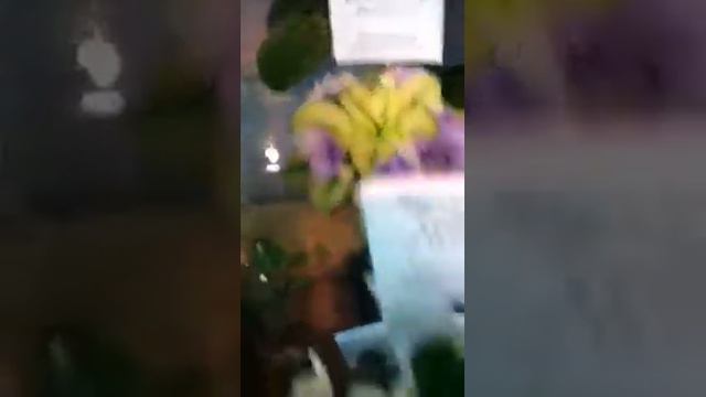 Выставка фиалок ноябрь 2011 смотреть онлайн