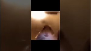 Я шоколадку ОТКРЫВАЮ…НЕ ОРИ НА МЕНЯ 1час версия с хомяком