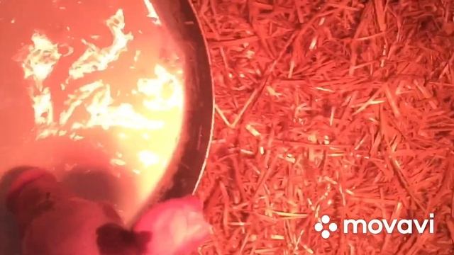 Свиноматка кидается на поросят. Чем кормить поросят без свиноматки.Прикорм новорожденных поросят. смотреть онлайн