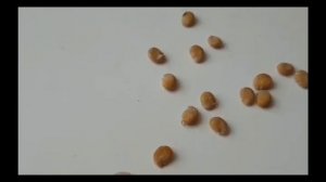 Мандрагора радует семенами.Mandrake Seeds Happy.#сад #мандрагора #ПРИКЛЮЧЕНИЯ