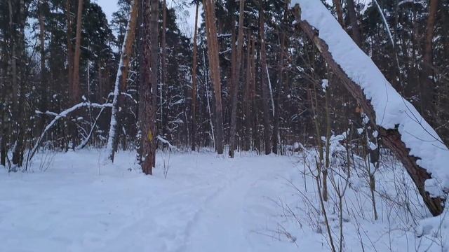 Вечерняя прогулка по заснеженному лесу. ( Россия, Московская область, Томилинский лесопарк.) смотреть онлайн