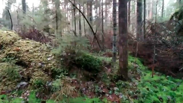 Обзор леса, от куда я беру деревья для пилорамы. смотреть онлайн