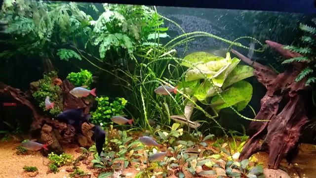 140 литров.буцефаландры,анубиасы. смотреть онлайн