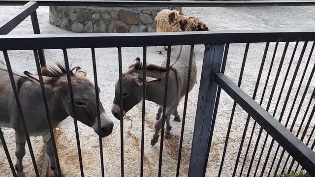 Сафари-парк "Тайган", Белогорск(3) смотреть онлайн