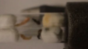 Ants  Lasius niger Feeding. Кормление.