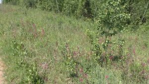 По грибы у Баташей Кировская область.