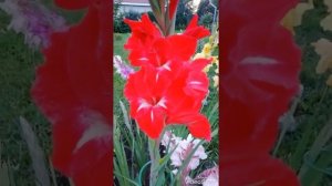 ЦВЕТЕНИЕ ГЛАДИОЛУСОВ./Цветение гладиолусов - дыхание осени!/Интересные факты о гладиолусах.