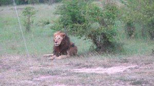 Lion by the bush - Masai Mara
