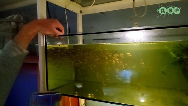 РЫБОРАЗВОДНЯ АКВАРИУМНЫХ РЫБОК АЛЕКСАНДРА! Самая ДЕШЕВАЯ ЦЕНА рыбок в Украине!