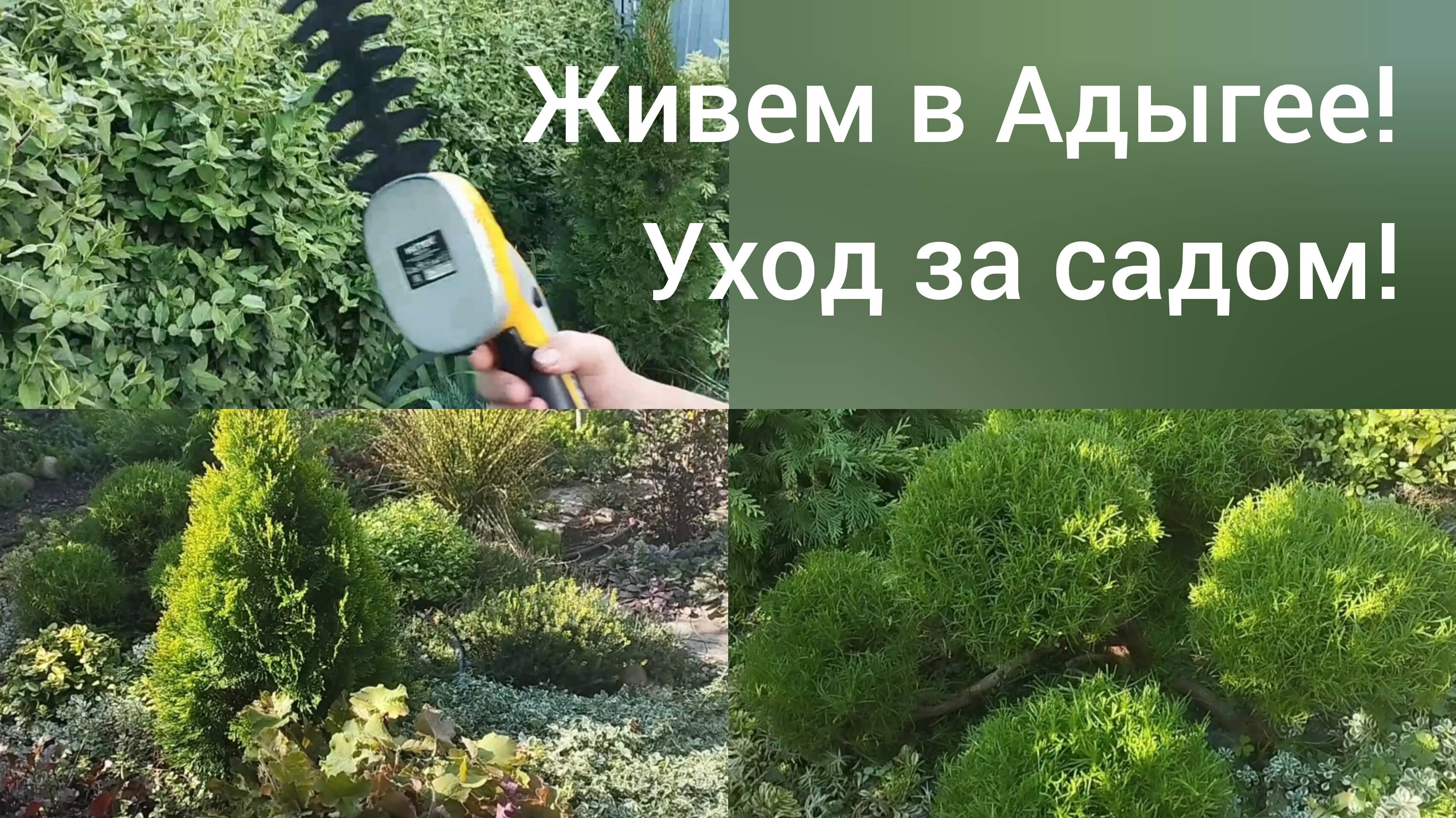Переехали в Адыгею/Работы в саду 11 сентября/Триммер для обрезки кустов HUTER/Стрижка сантолины / смотреть онлайн
