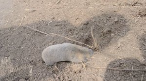 Крот роет нору