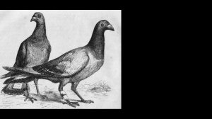 Окружающий мир 1 класс ч.1, тема урока "Как путешествует письмо?", с.64-65, Школа России.