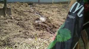 Огурцы в траншее на подушке из крапивы