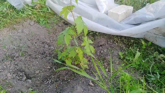 Важно не пропустить! Первая обработка винограда перед цветением. смотреть онлайн