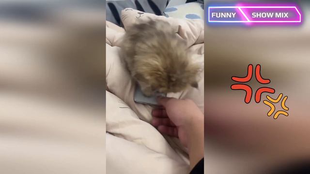 Смешные ЖИВОТНЫЕ 2023 😁 FUNNY SHOW MIX # 16 смотреть онлайн