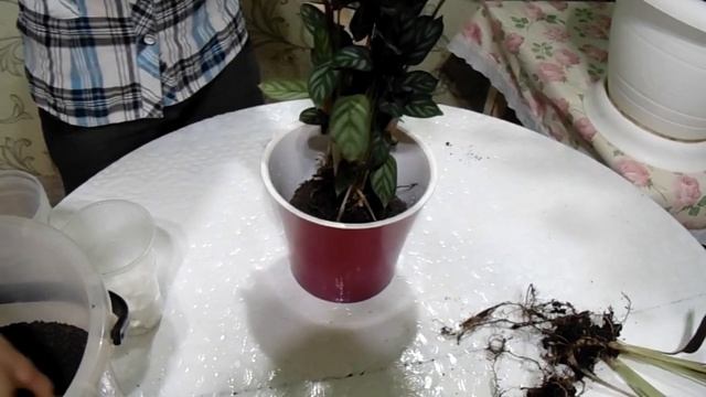 пересадка и размножение ктенанты