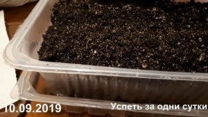 25.03.2019.  Имбирь-  как вырастить дома и на даче в Подмосковье.