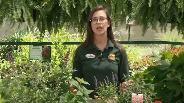 How to Grow a Butterfly Garden смотреть онлайн