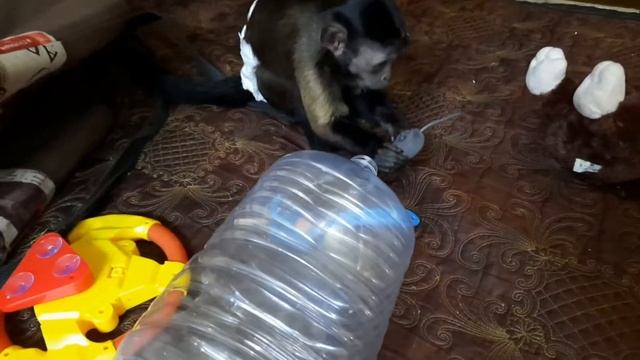 Какие игрушки и предметы интересны обезьянам и почему?