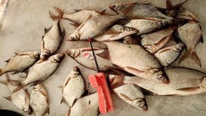 ЛОВЛЯ ЛЕЩА НА ПОПЛАВОК. РЫБАЛКА В ПАЛАТКЕ. Зимняя рыбалка на леща