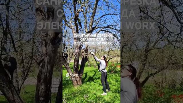 Обрезка кроны старых плодовых деревьев пилой WORX с телескопической ручкой.