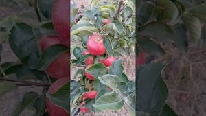 яблоня сорта Гая (Gaia)