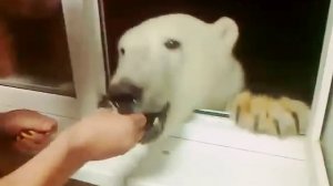 Медведь просит есть