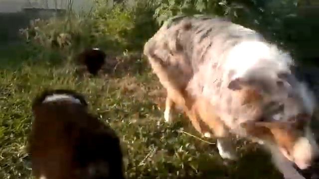 Щенки австралийской овчарки ( аусси ) aussie смотреть онлайн