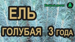 Ель голубая Глаука 3-х летка (мелкая). Саженцы хвойных пород в питомнике Хвойный дворик - осень 2019