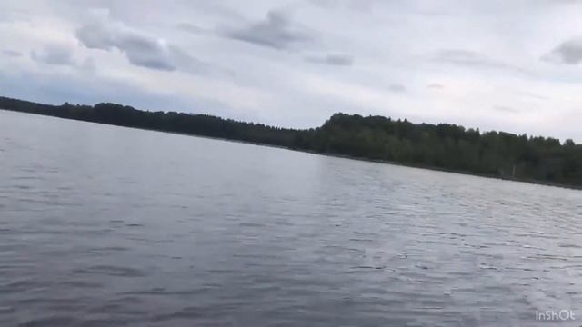 ГОЛУБИКА / ЖЕЛЕ из голубики / ЗАГОТОВКИ на зиму / Болотная ягода / ЛЕС Карелии