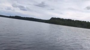 ГОЛУБИКА / ЖЕЛЕ из голубики / ЗАГОТОВКИ на зиму / Болотная ягода / ЛЕС Карелии
