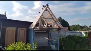 КАК ВЫКАРМЛИВАТЬ БРОШЕННЫХ МАЛЕНЬКИХ ГОЛУБЯТ?