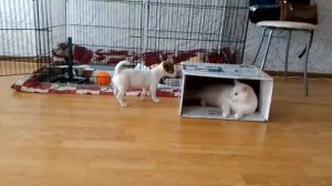 Джек Рассел терьер. Первые дни в доме. Знакомство с котом.