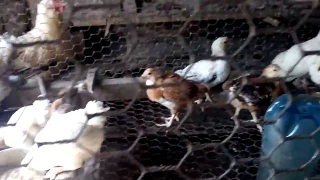 Петух подзывает цыплят смотреть онлайн