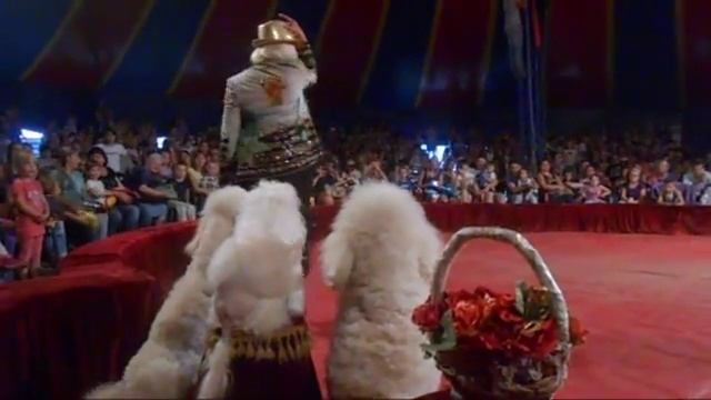 Собачки на арене в цирке смотреть онлайн