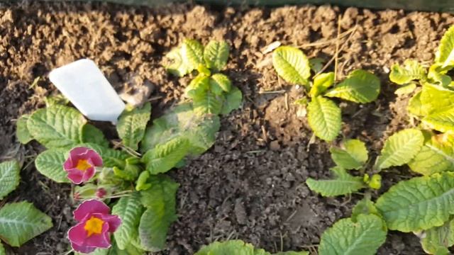 Не бойтесь, выращивайте примулу из семян . Primula . смотреть онлайн