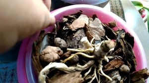 ОРХИДЕЯ: повреждение точки роста, что делать с пеньком?