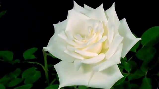 сестре смотреть онлайн