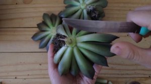 Minha maior dificuldade com a echeveria black prince