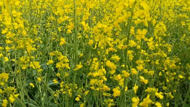Цветение рапса 2017- 05 -17. Рапсовое поле. смотреть онлайн
