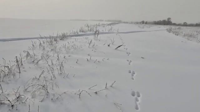 охота на зайца #серого косого#ружьё#мр155 12 89# смотреть онлайн