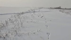 охота на зайца #серого косого#ружьё#мр155 12 89#