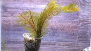 ПЕРИСТОЛИСТНИК КРАСНОСТЕБЕЛЬНЫЙ ( Myriophyllum heterophyllum )
