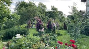 Лилии и клематисы на клумбах сада. Где растут и кто соседи.