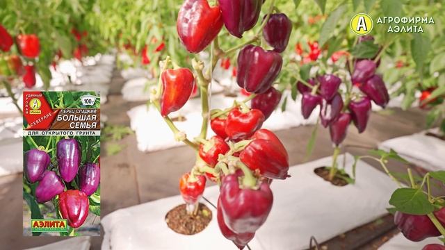 Перец сладкий для ОТКРЫТОГО ГРУНТА. Сорт БОЛЬШАЯ СЕМЬЯ смотреть онлайн