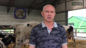 Сравнение способов содержания коров: глубокая подстилка или боксы