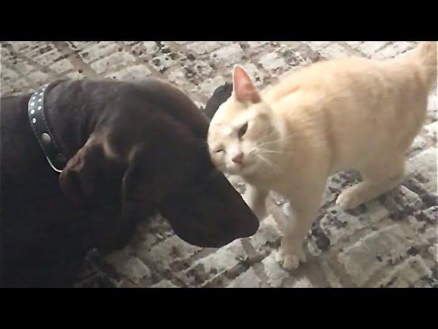 Волна кошачьей нежности.   Курцхаар Чак и кот Кузя Ейск.