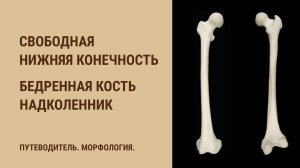 Кости свободной нижней конечности. Бедренная кость. Надколенник