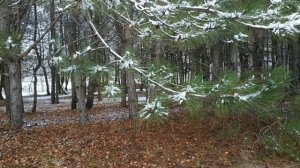 Первый снег❄️/ Прогулка с детьми по заснеженному лесу🌨️🌲