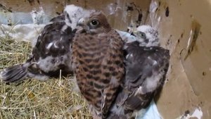 Ястреба перепелятники и пустельга